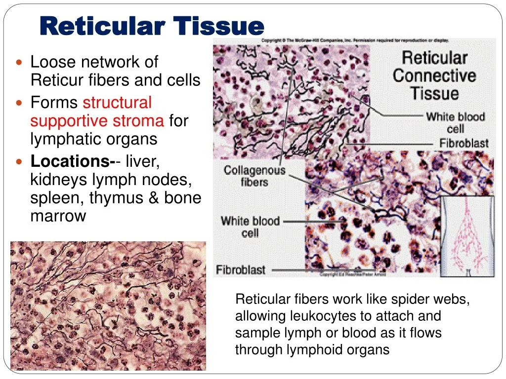 PPT Understanding Connective Tissue Structure Types And Functions PPT Understanding Connective Tissue Structure Types And Functions
