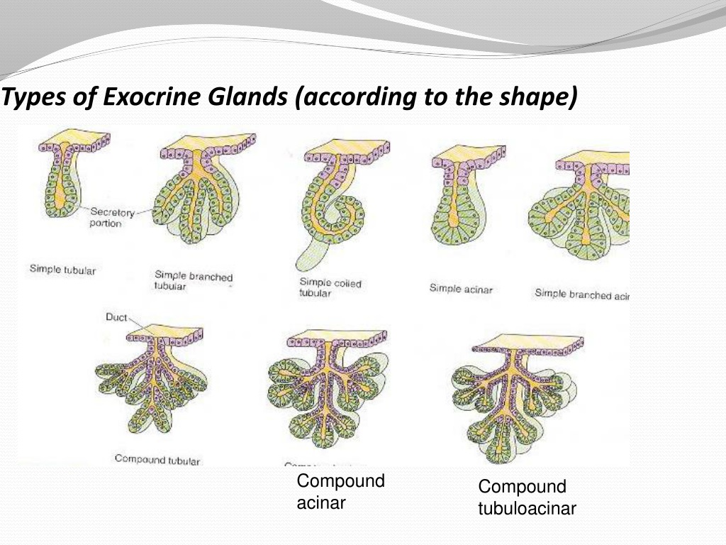 PPT Types Of Body Tissues PowerPoint Presentation Free Download ID