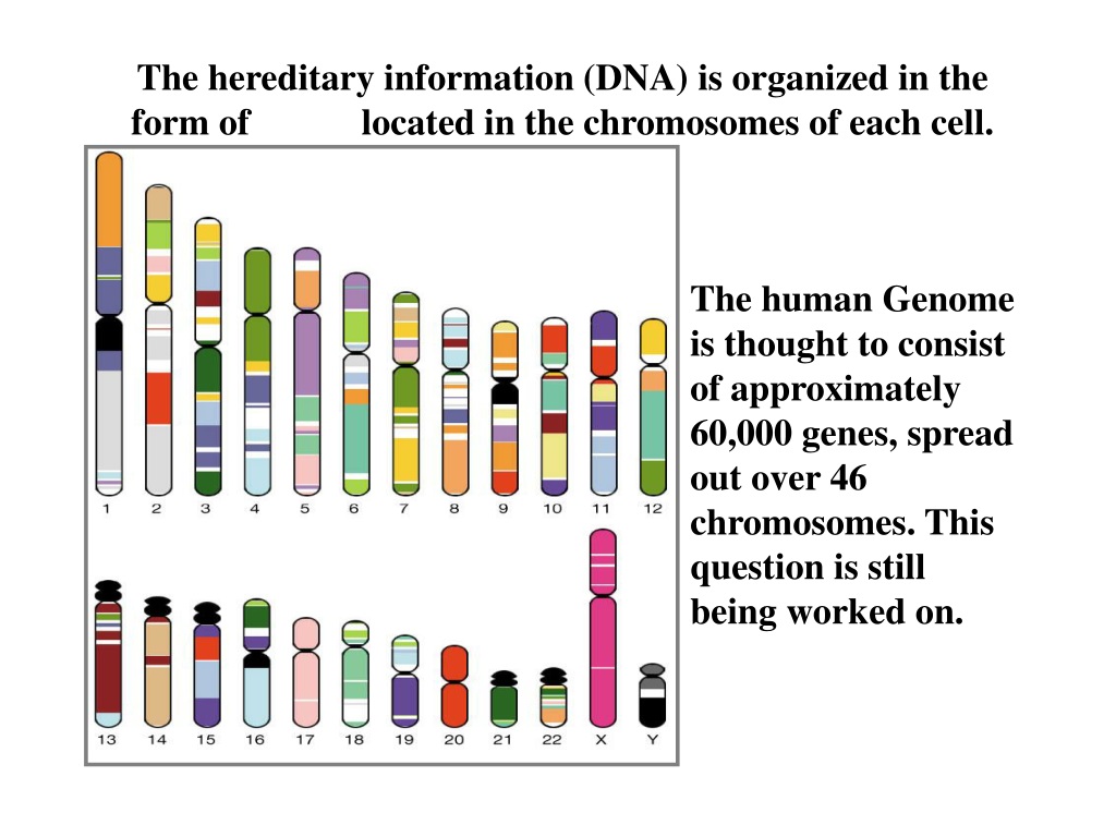 DNA information. Universal genetic code. Genetic code Chart. DNA Organization. Тесты по геншину импакт