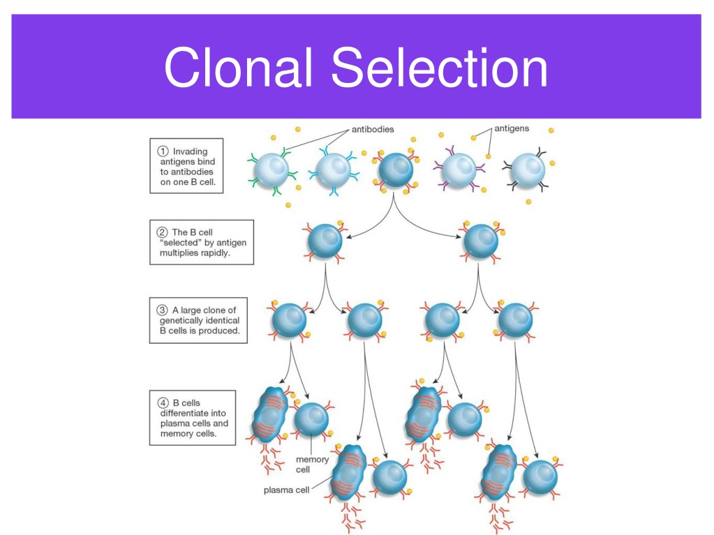 What Is Clonal Selection A Level Biology