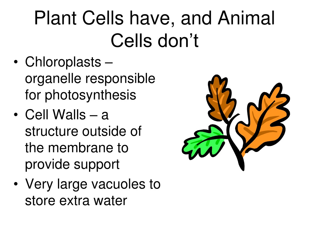 What Do Plant Cells Have That Animals Don T