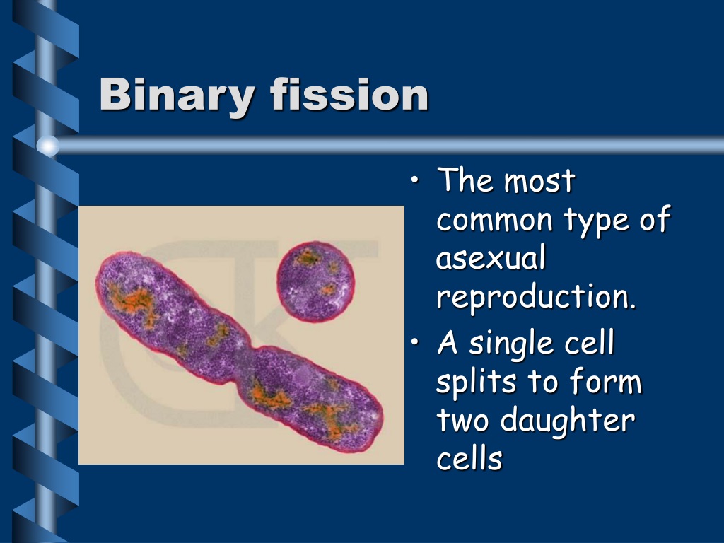 binary fission example organism