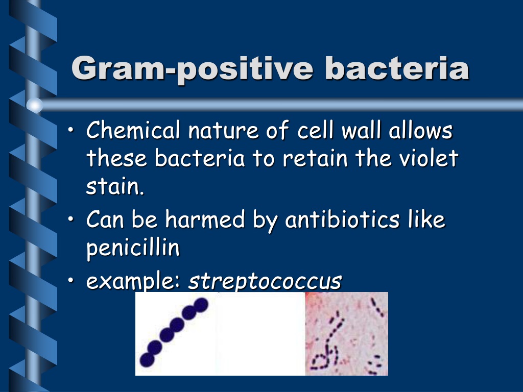 PPT - Bacteria and Viruses PowerPoint Presentation, free download - ID ...