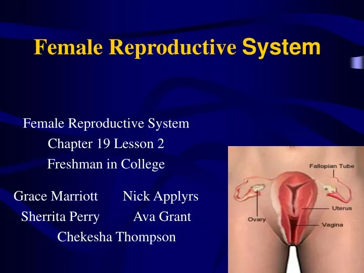 PPT - Female Reproductive System PowerPoint Presentation, free download