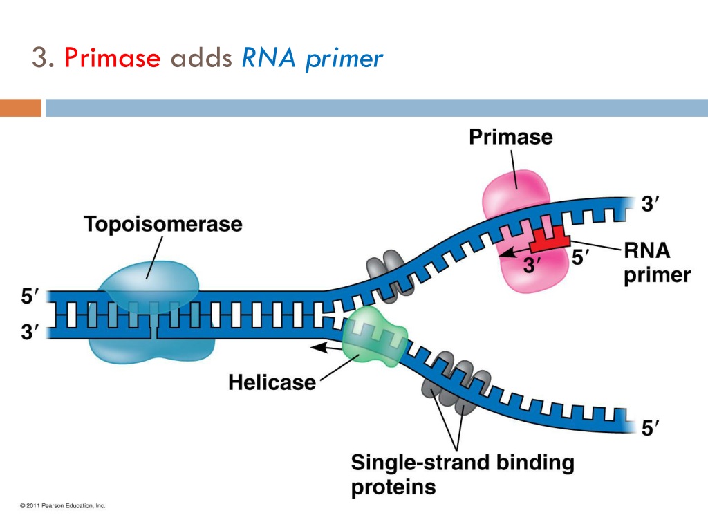 Rna Primer Function