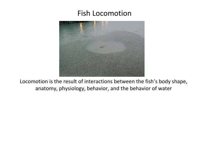 fish locomotion n.
