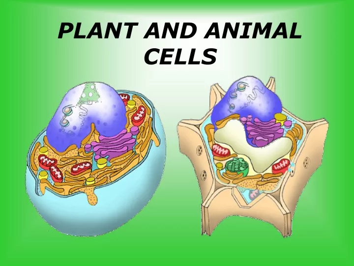 PPT - PLANT AND ANIMAL CELLS PowerPoint Presentation, Free Download ...