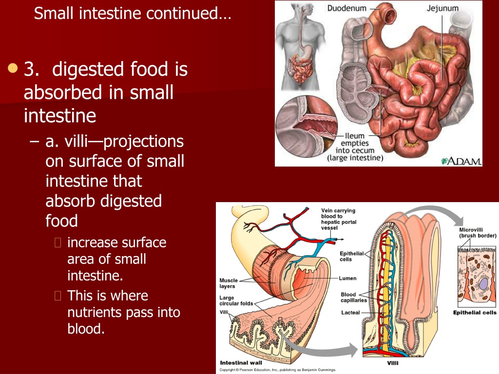 small intestine job in digestion