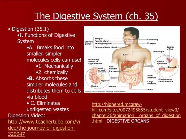 Ppt Digestion 351 I Functions Of Digestive System Powerpoint
