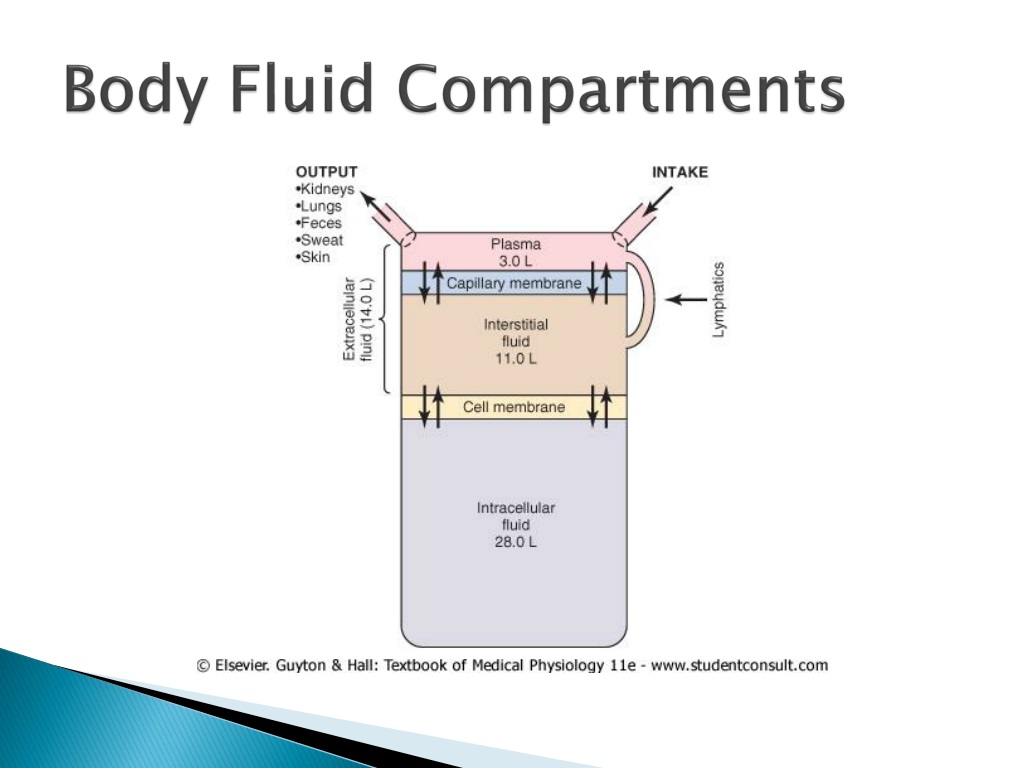 3 major body fluid compartments