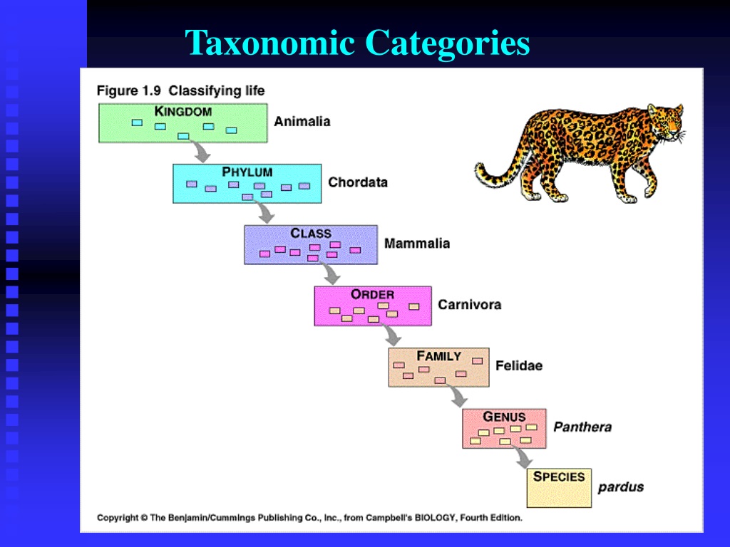 PPT - Chapter 11: Characterizing and Classifying Prokaryotes PowerPoint ...