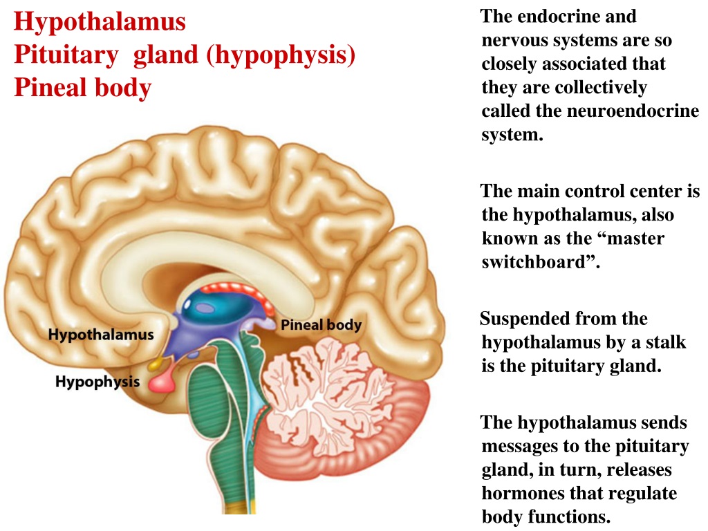 Ppt Endocrine System Powerpoint Presentation Free Download Id 9664923