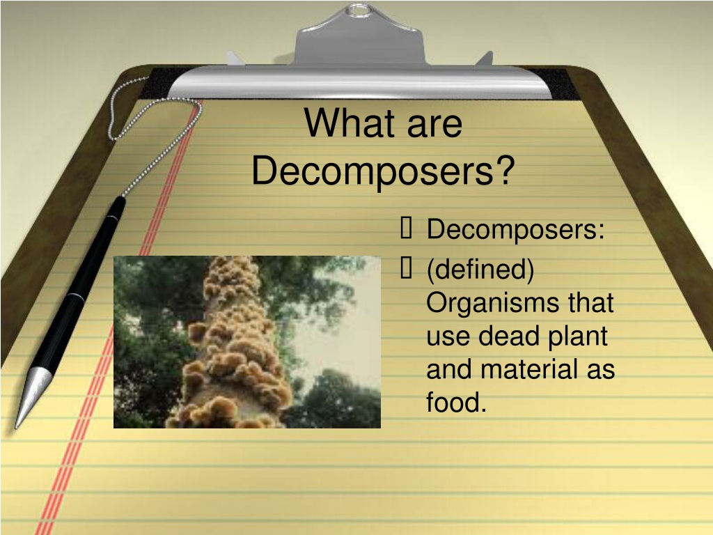 PPT - The Role Of Decomposers In The Ecosystem PowerPoint Presentation ...