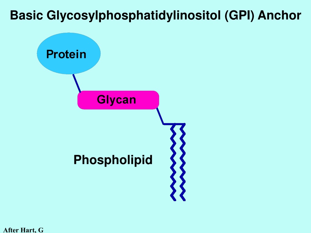 PPT - Synthesis And Structure Of Major Glycan Classes PowerPoint ...