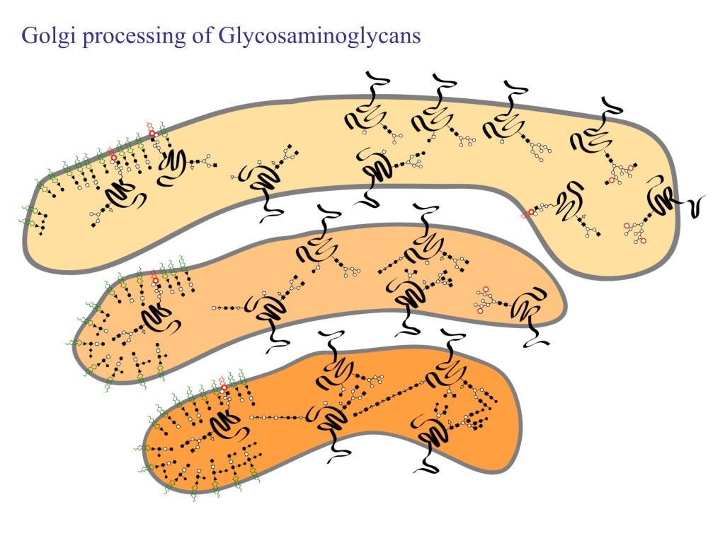 PPT - Synthesis And Structure Of Major Glycan Classes PowerPoint ...