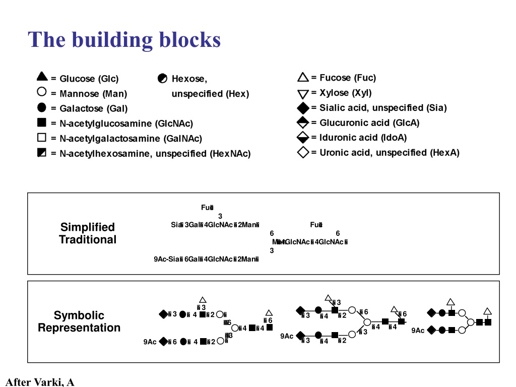 PPT - Synthesis And Structure Of Major Glycan Classes PowerPoint ...