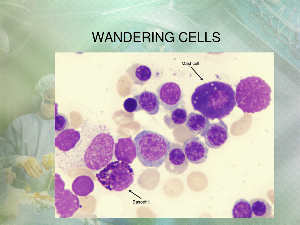 wandering cells