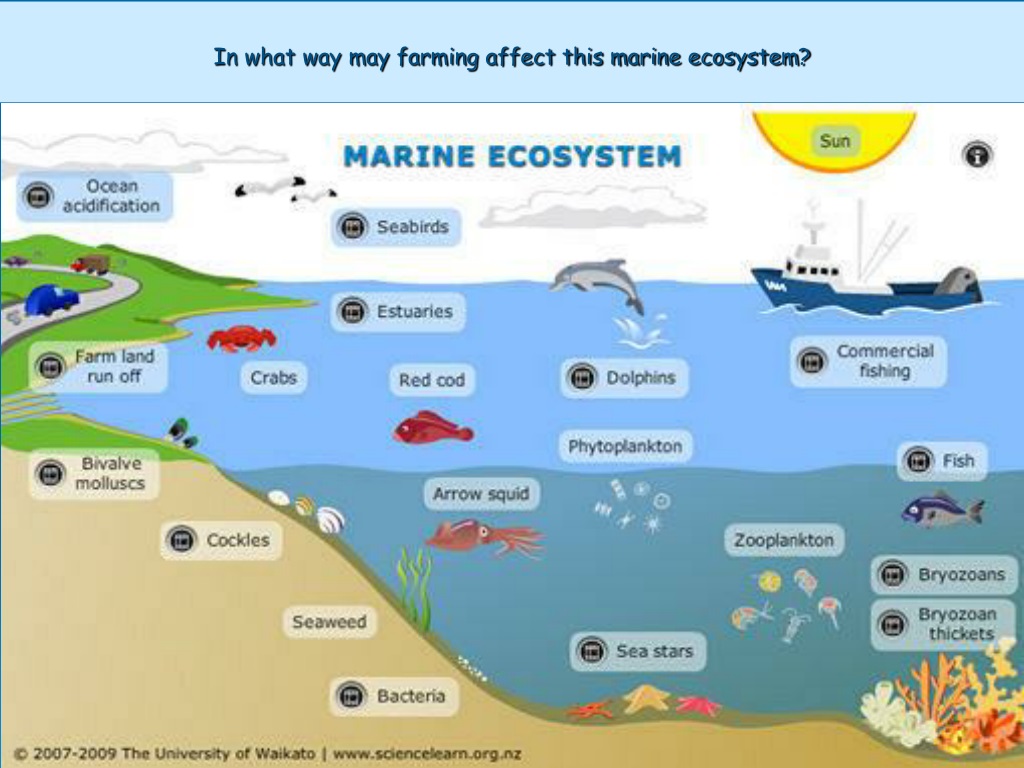 PPT - What is an ecosystem? PowerPoint Presentation, free download - ID ...