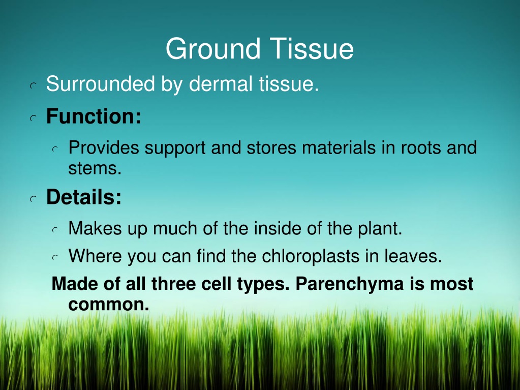 ppt-plant-tissues-powerpoint-presentation-free-download-id-9676285