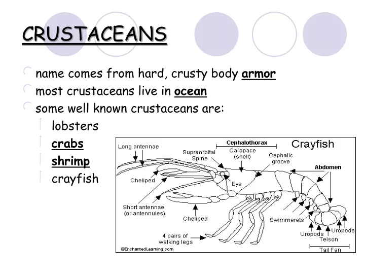 Ppt Crustaceans Powerpoint Presentation Free Download Id