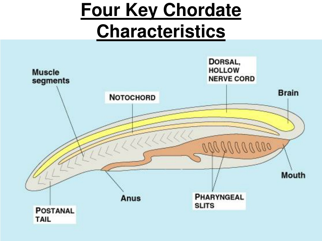 PPT - Four Key Chordate Characteristics PowerPoint Presentation, free ...