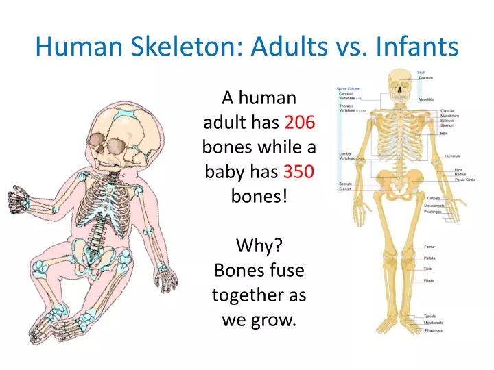 ppt-human-skeleton-adults-vs-infants-powerpoint-presentation-free