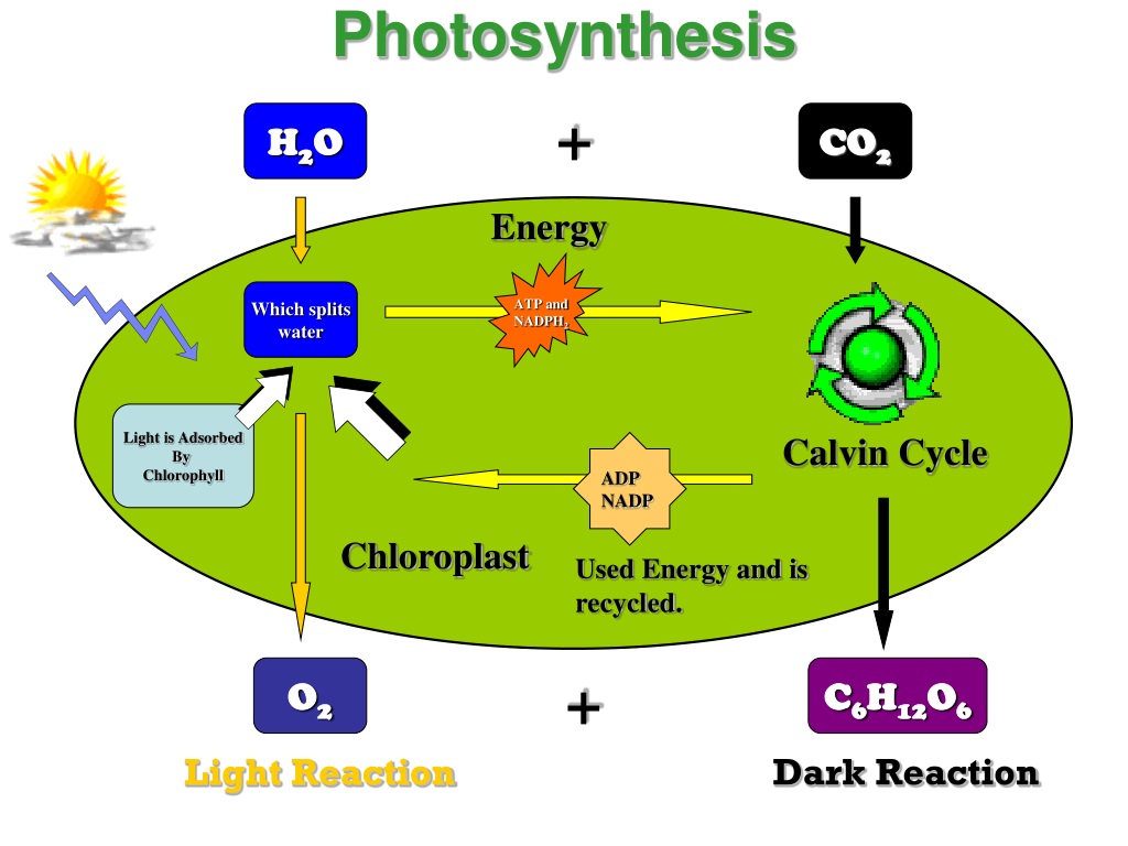 PPT - Living things run on batteries. PowerPoint Presentation, free ...