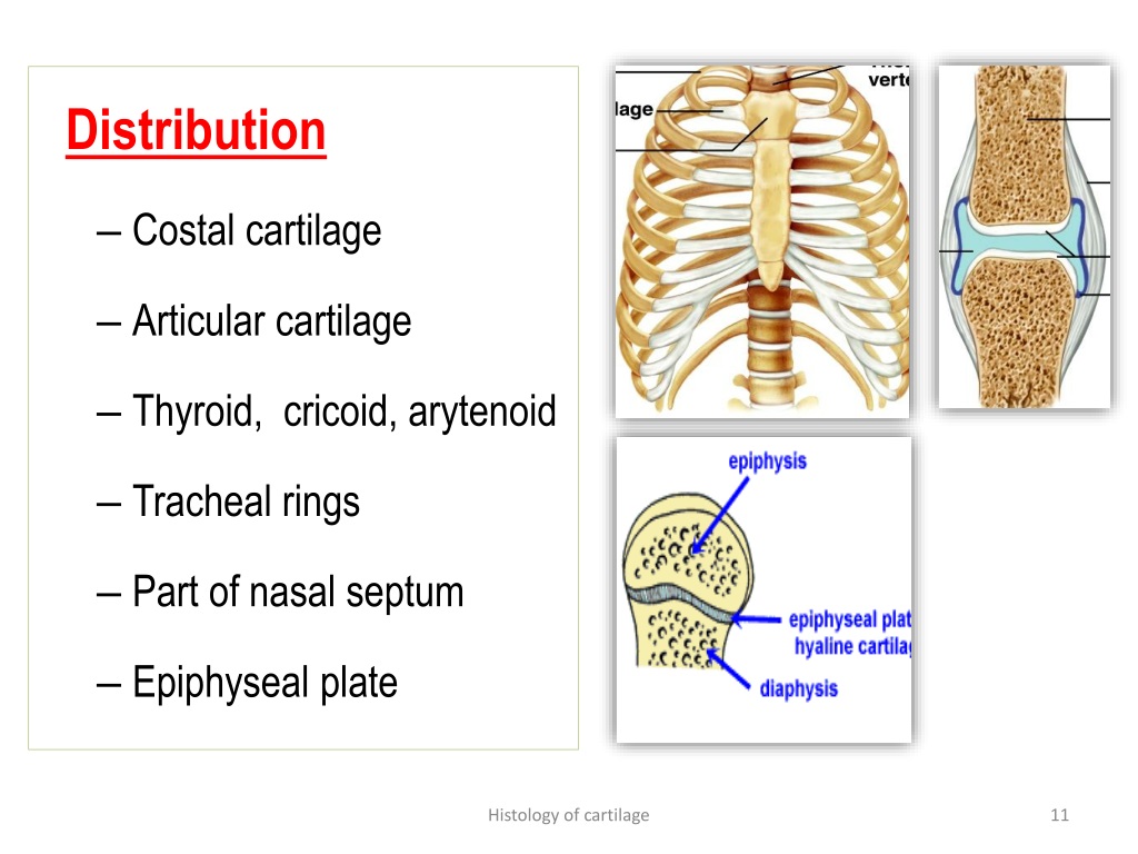 PPT - Histology Of Cartilage PowerPoint Presentation, Free Download ...