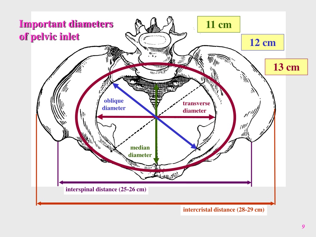 PPT - Clinical Anatomy Of The Male Pelvis And Pelvic Floor PowerPoint ...