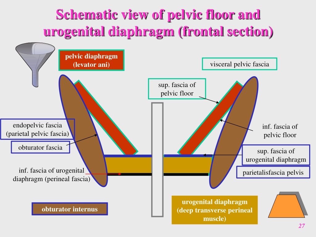 PPT - Clinical Anatomy Of The Male Pelvis And Pelvic Floor PowerPoint ...