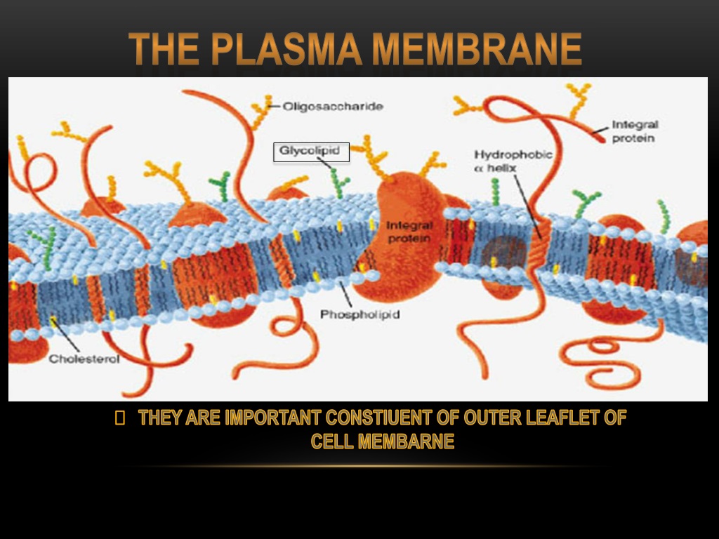 plasma membrane pro or eu