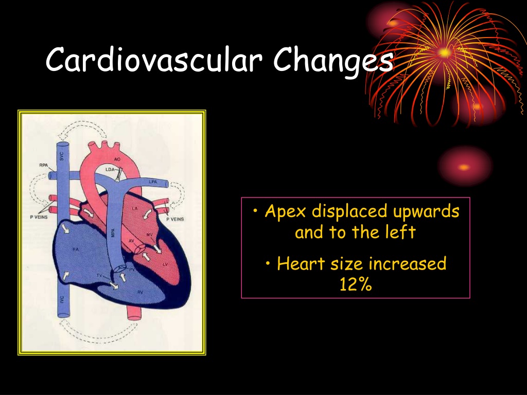 PPT - Maternal Physiology In Pregnancy PowerPoint Presentation, Free ...