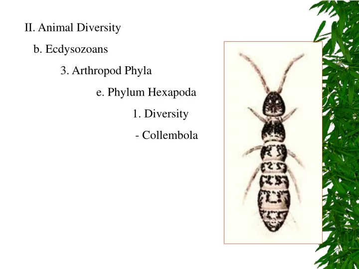 PPT - II. Animal Diversity b. Ecdysozoans 3. Arthropod Phyla e. Phylum ...