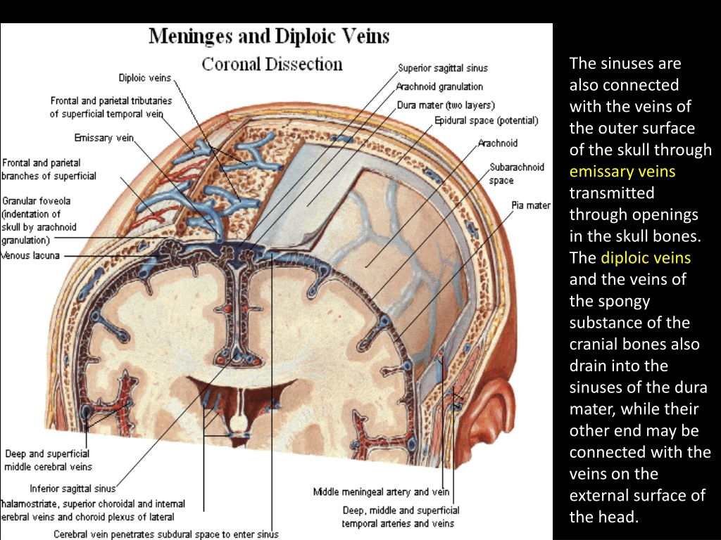 Свод черепах. Лобная диплоическая Вена. Диплоэ это анатомия. Эмисанная Вена анатомия. Диплоические и эмиссарные вены.