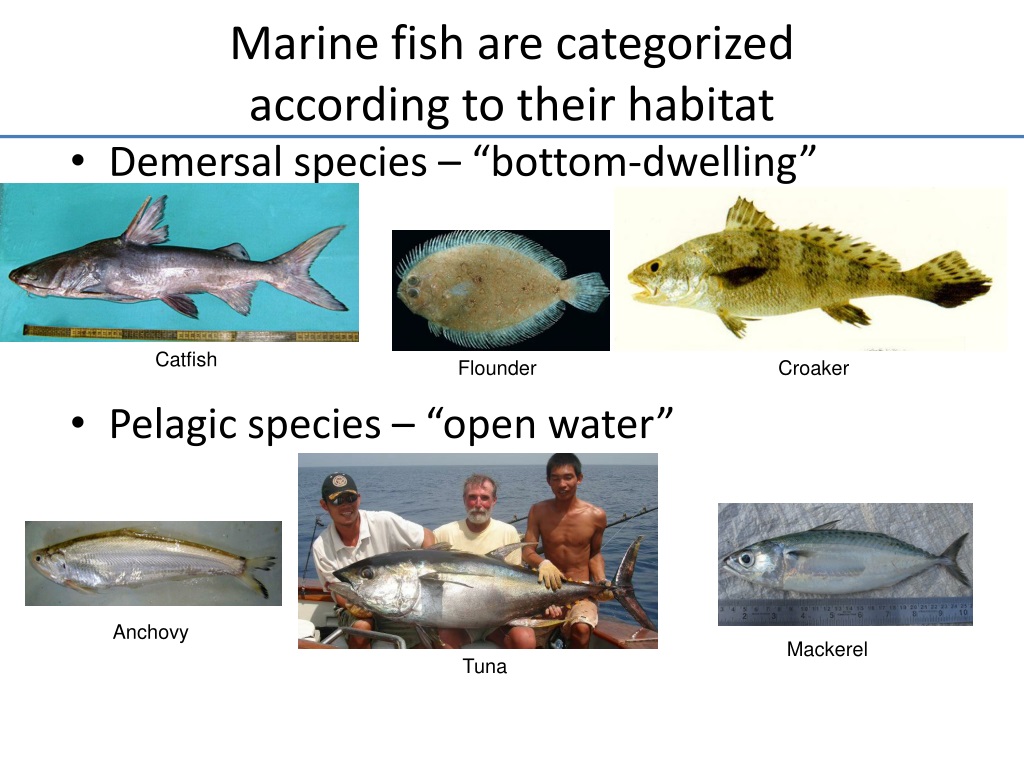 PPT - Marine Fisheries Management PowerPoint Presentation, Free ...