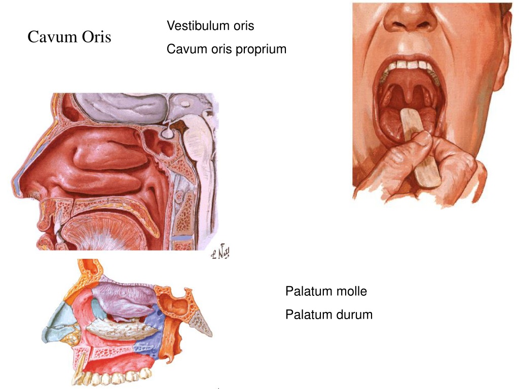 PPT S ND R M S STEM PowerPoint Presentation free download ID