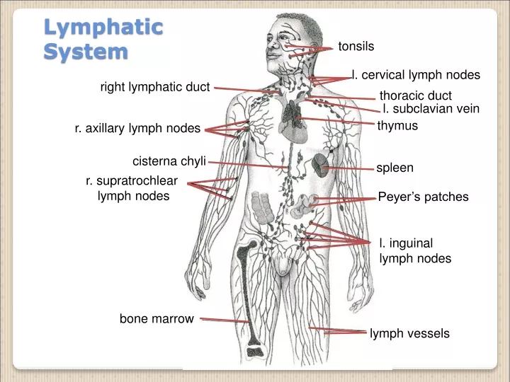 PPT - Lymphatic System PowerPoint Presentation, free download - ID:9686023