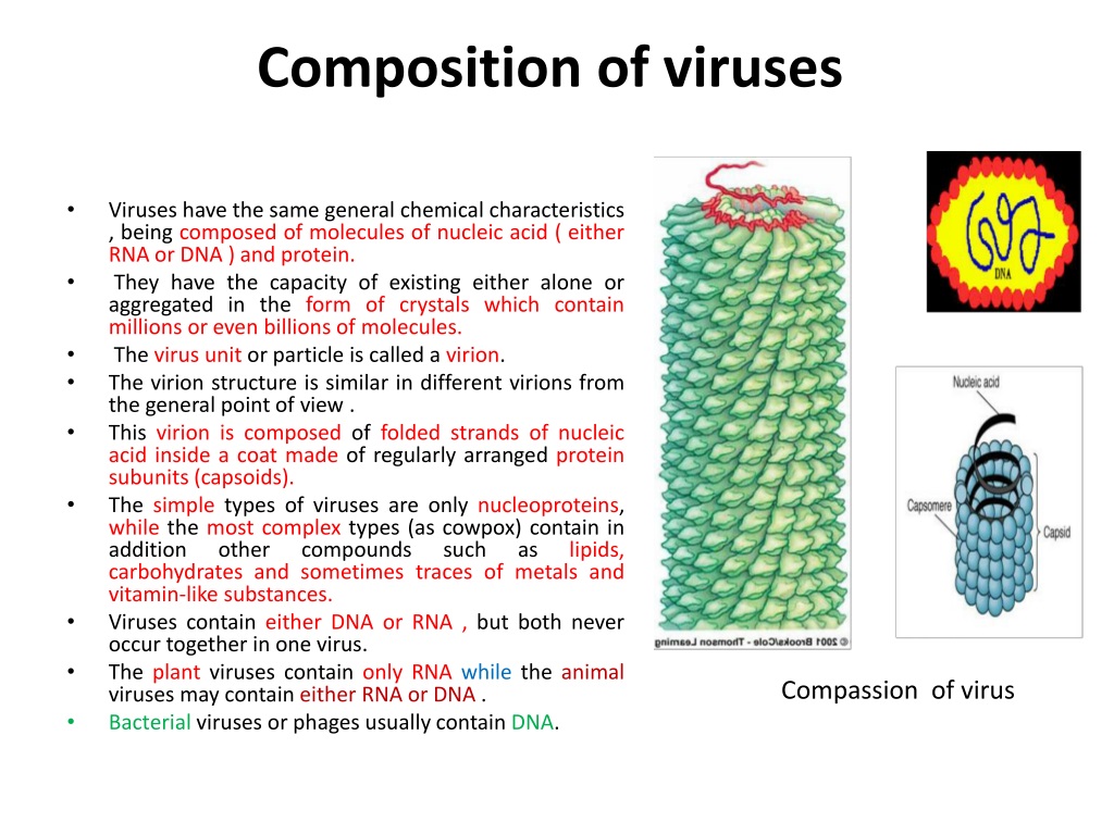 PPT - A CELLULAR FORMS (Viruses & Bacteriophages) PowerPoint ...