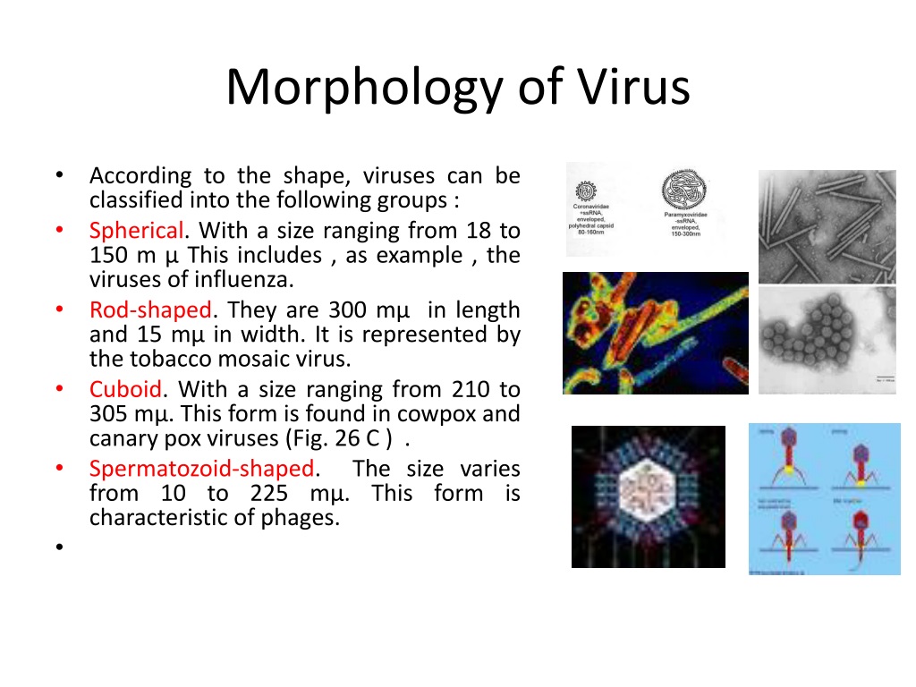 PPT - A CELLULAR FORMS (Viruses & Bacteriophages) PowerPoint ...