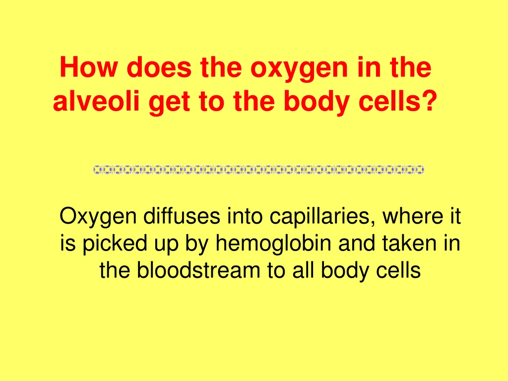 PPT - The Respiratory System PowerPoint Presentation, free download ...