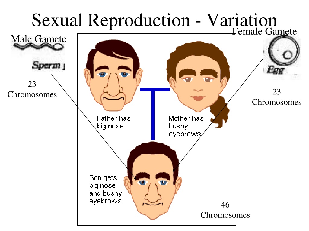 Ppt Reproduction And Genetics Powerpoint Presentation Free Download Id9690811