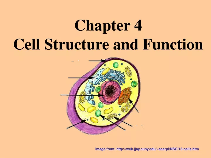 PPT - Chapter 4 Cell Structure And Function PowerPoint Presentation ...