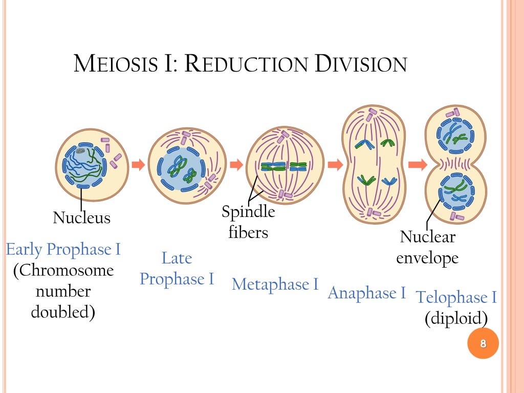 Ppt Meiosis Powerpoint Presentation Free Download Id 376073 685