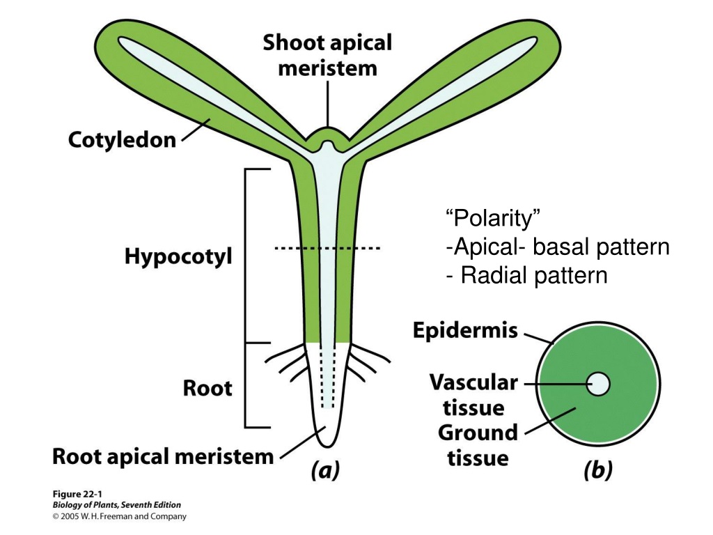 Plant body. Навигаторы apical. Apical Reamer Графическое изображение. Технология apical Rooted Cutting. Apical but.