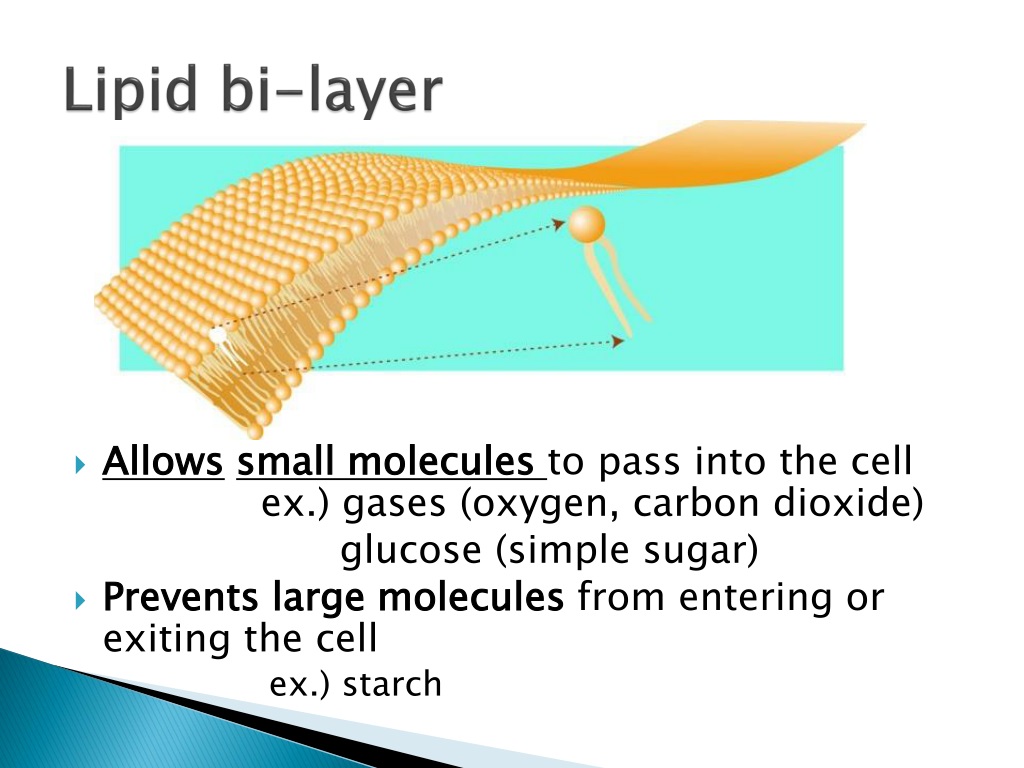 PPT - AIM: HOW DO ORGANELLES IMPACTS A CELL'S ACTIVITY? PowerPoint