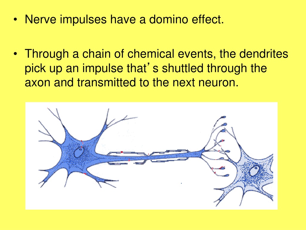 nerve impulses travel faster