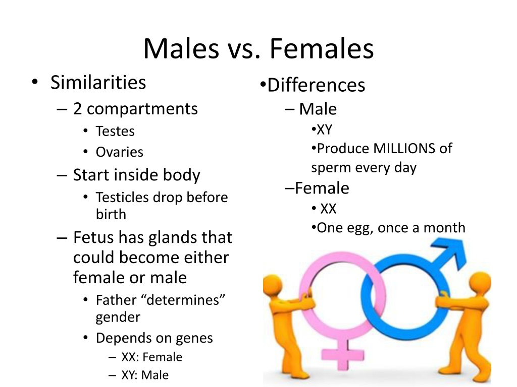 Ppt Human Reproductive System Powerpoint Presentation Free Download