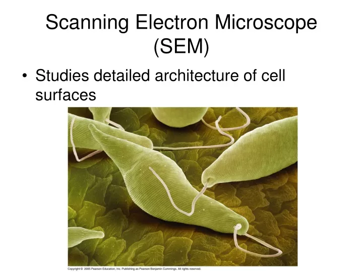 PPT - Scanning Electron Microscope (SEM) PowerPoint Presentation, free ...