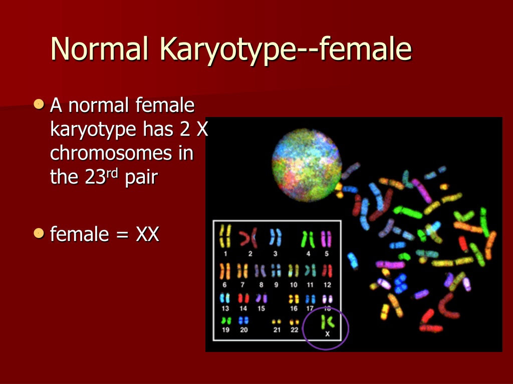 Ppt Karyotypes Powerpoint Presentation Free Download Id9698794 4043