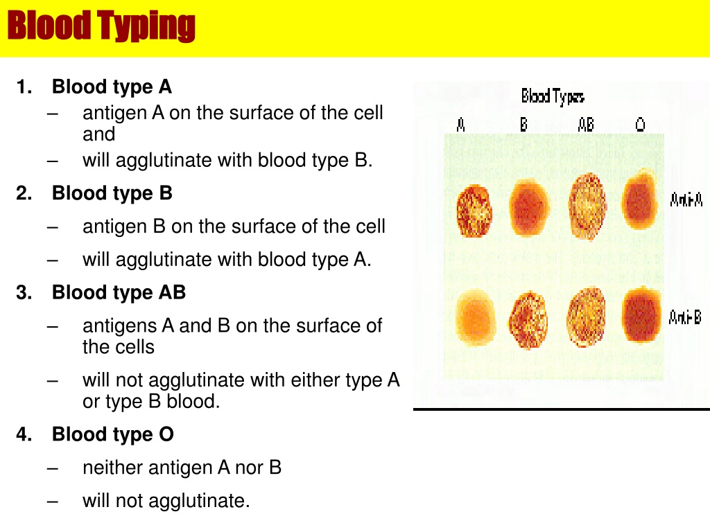 Ppt Serology Powerpoint Presentation Free Download Id9699108